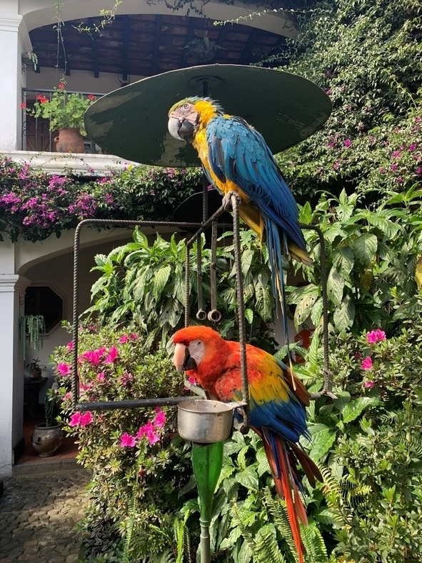 Chichi Parrots