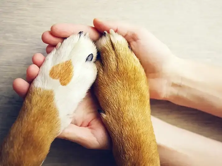 dog paws